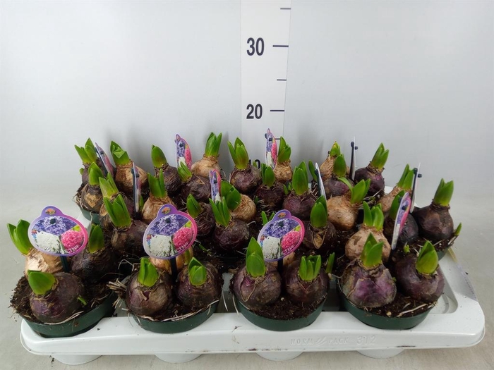 <h4>Hyacinthus orie. ...</h4>