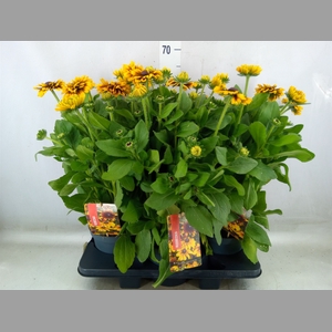 Rudbeckia   ...