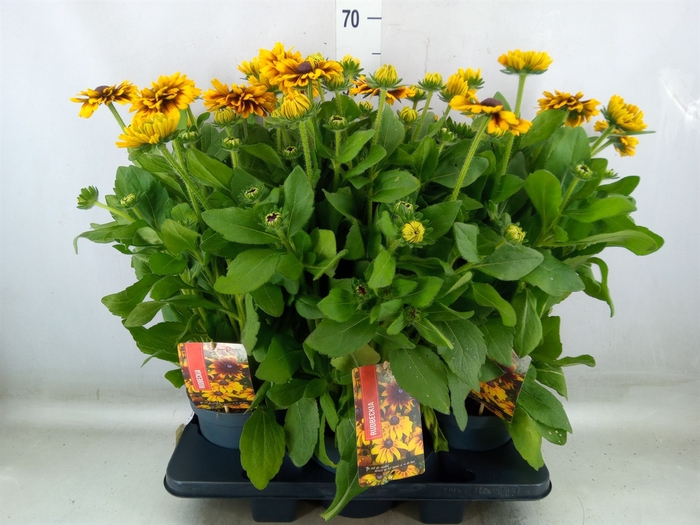<h4>Rudbeckia   ...</h4>