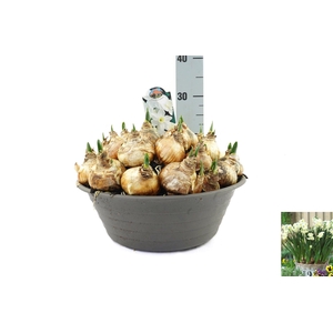 Narcissus Silver Chimes