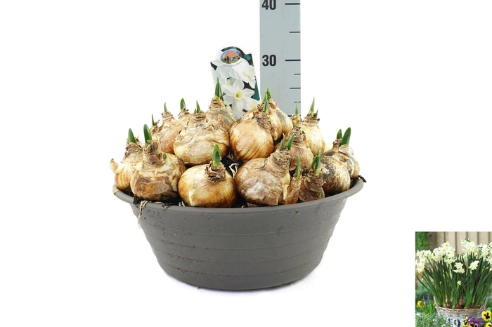 <h4>Narcissus Silver Chimes</h4>