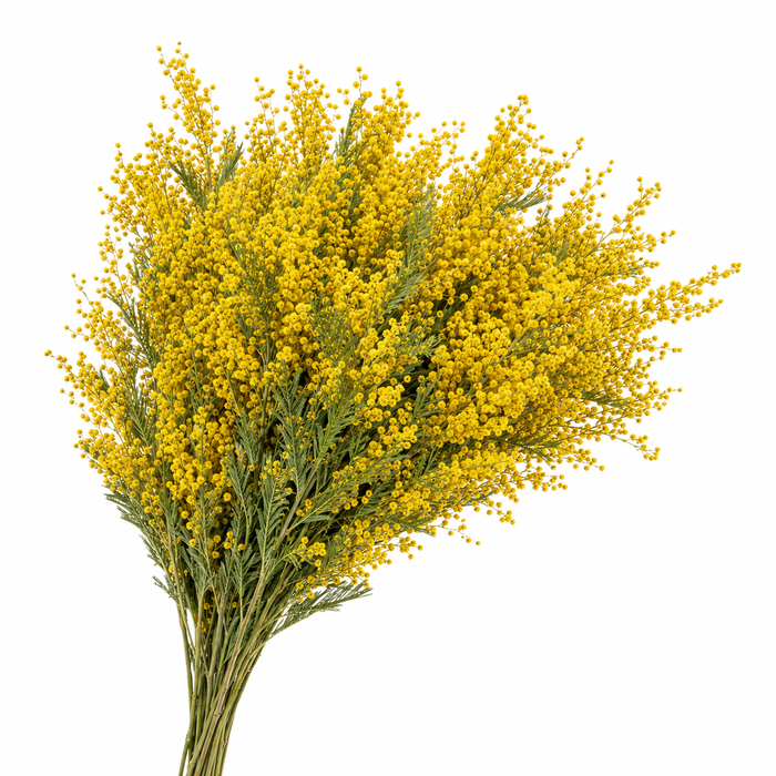 <h4>Dried Mimosa</h4>