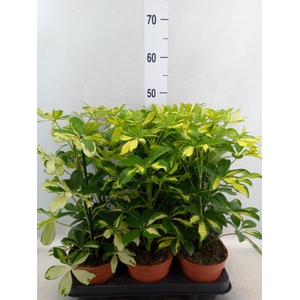 Schefflera arbor. 'Nora'