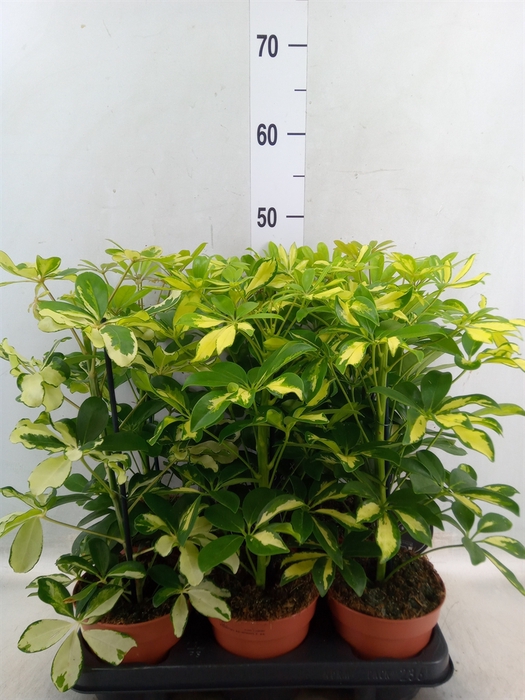 <h4>Schefflera arbor. 'Nora'</h4>