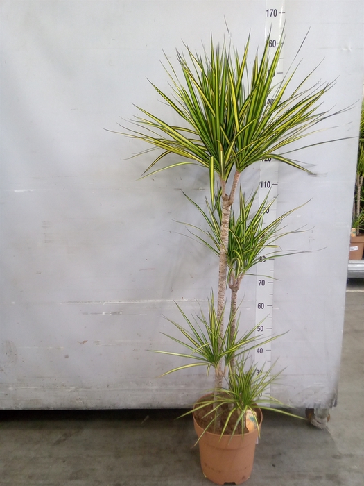 <h4>Dracaena marg. 'Sunray'</h4>