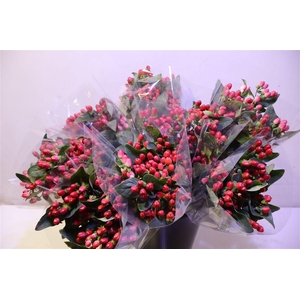 Hyp Mag Impression X5