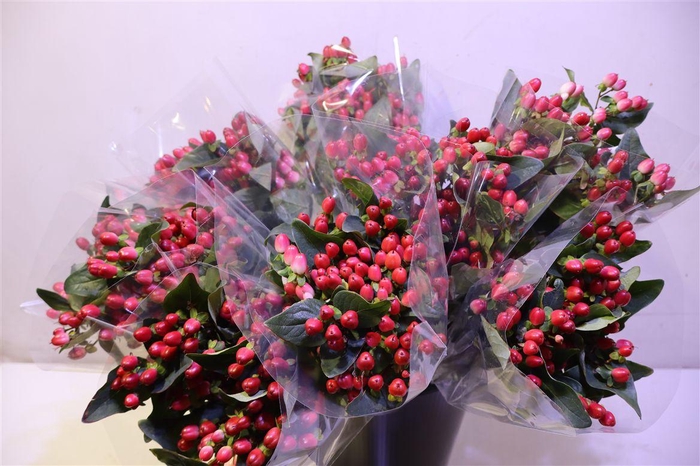 <h4>Hyp Mag Impression X5</h4>
