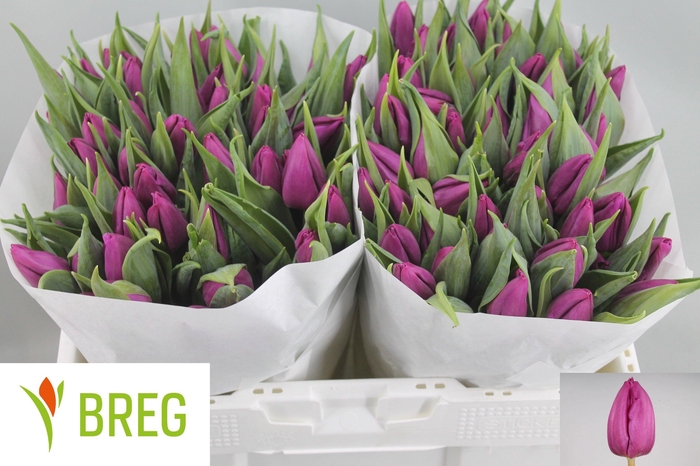 <h4>TU EN PURPLE PRINCE</h4>