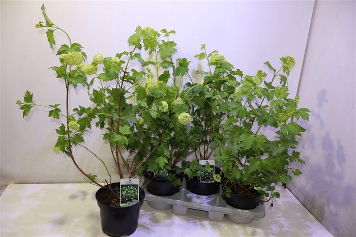 <h4>Vibu Op Roseum</h4>