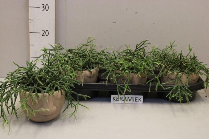 <h4>RHIPSALIS OV</h4>