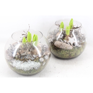 arr4 Hyacint MB - Glas bol 285/5