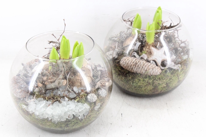 <h4>arr4 Hyacint MB - Glas bol 285/5</h4>