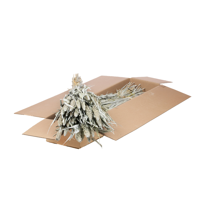 <h4>Setarea Italica Sb Grey Misty</h4>