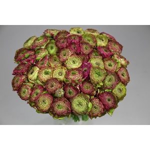Ranunculus Pon Pon Malva