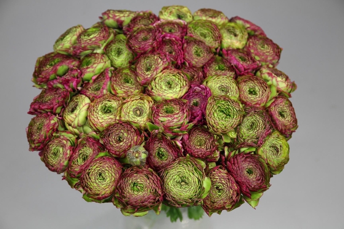 <h4>Ranunculus Pon Pon Malva</h4>