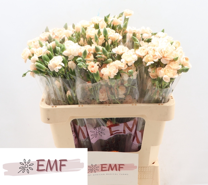 <h4>DI TR HAMADA</h4>