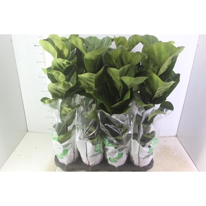 FICUS LYRATA BAMBINO P15 COMPACTO