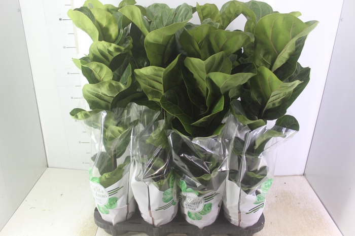 <h4>FICUS LYRATA BAMBINO P15 COMPACTO</h4>