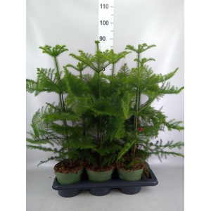 Araucaria heterophylla
