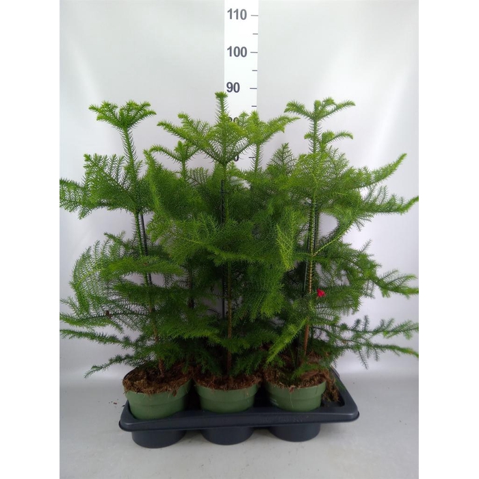 <h4>Araucaria heterophylla</h4>