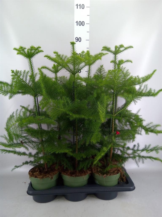 Araucaria heterophylla