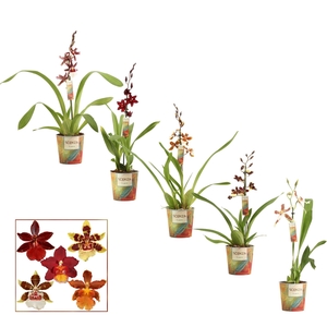 Cambria 1 tak mix kort (Scenza)