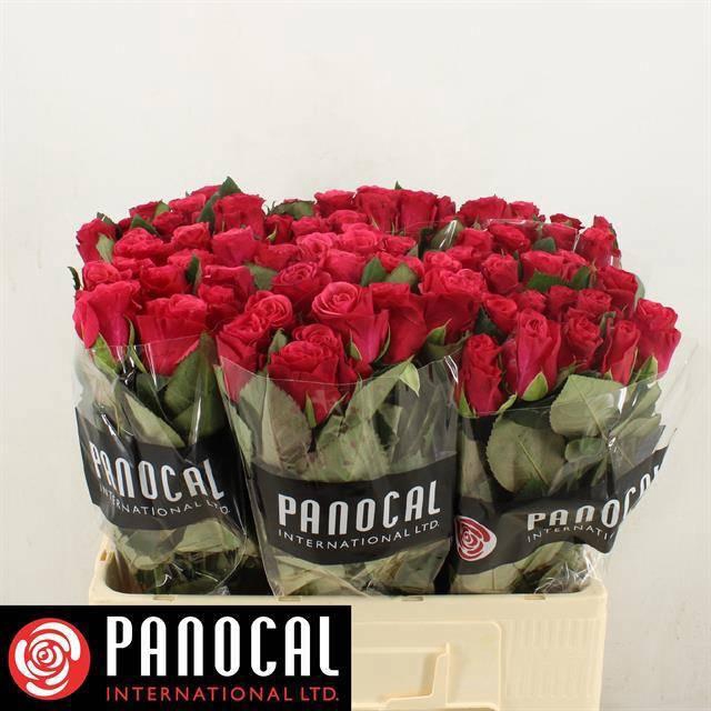 <h4>R GR TACAZZI+</h4>