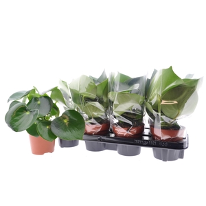 PEP POLYBOT RAINDROP