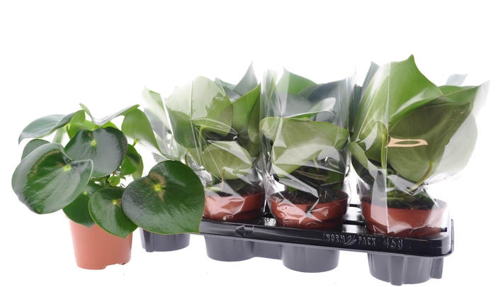 <h4>PEP POLYBOT RAINDROP</h4>