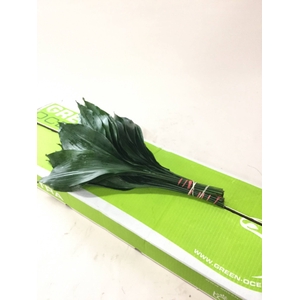 ASPIDISTRA GREEN OCEAN 70 CM