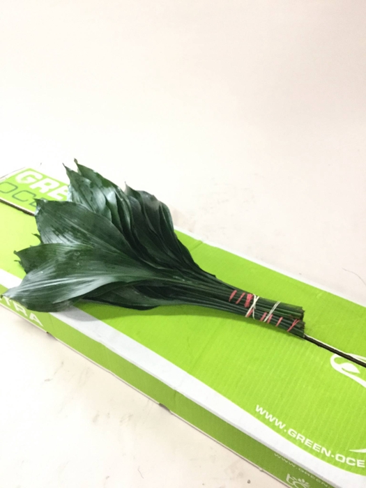 ASPIDISTRA GREEN OCEAN 70 CM
