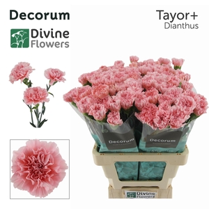 Di St Taylor Divine