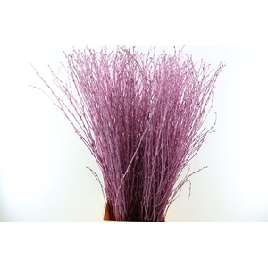 Cornus Kbh Metallic Pink