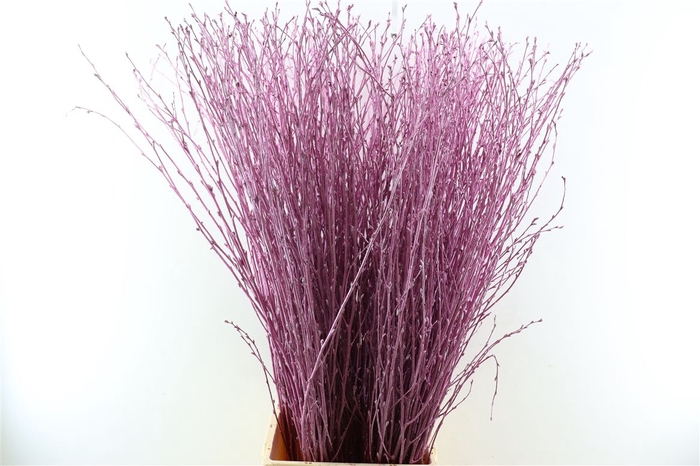 <h4>Cornus Kbh Metallic Pink</h4>