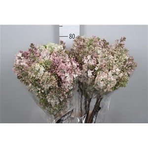 Syr Hy Maidens Blush 4+