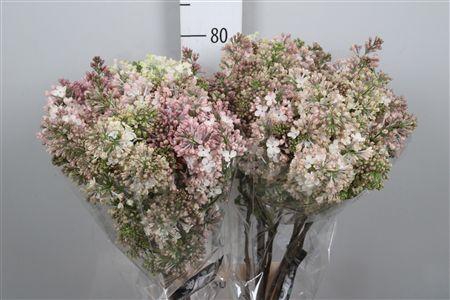 <h4>Syr Hy Maidens Blush 4+</h4>