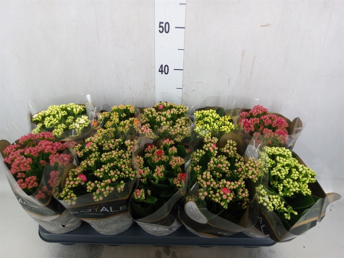 Kalanchoe blos. 'RoyalDon'   ..mix