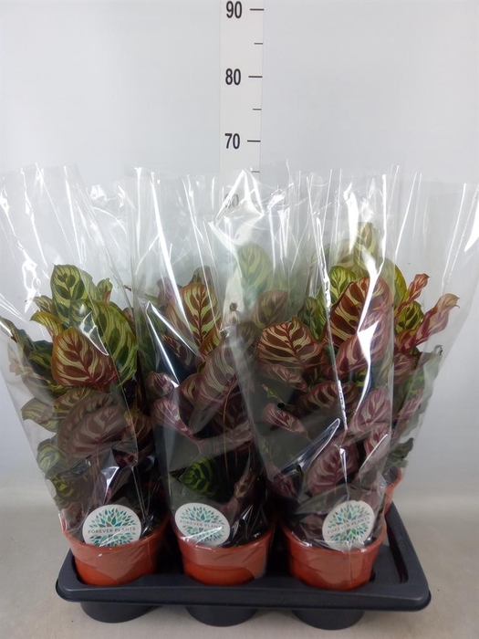 <h4>Calathea makoyana</h4>