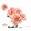 Rosa Spray Garden Yes I Do