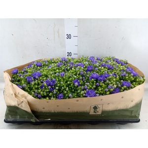 Campanula   ...