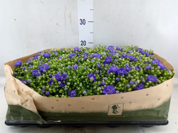 <h4>Campanula   ...</h4>