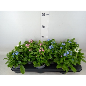 Myosotis   ...mix
