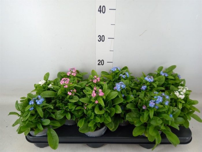 <h4>Myosotis   ...mix</h4>