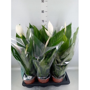 Spathiphyllum  'Bingo Cupido'