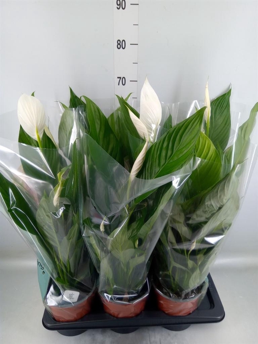 <h4>Spathiphyllum  'Bingo Cupido'</h4>