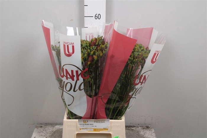 <h4>Fr Du Ruby Red</h4>