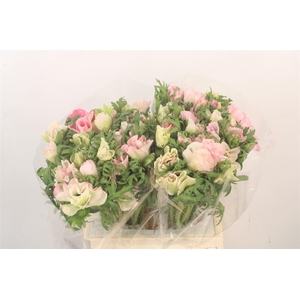 Anem Mistral Hanoi X25