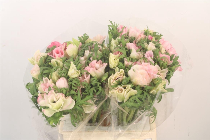 <h4>Anem Mistral Hanoi X25</h4>