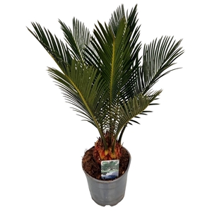Cycas Revoluta 6-8 Leaves