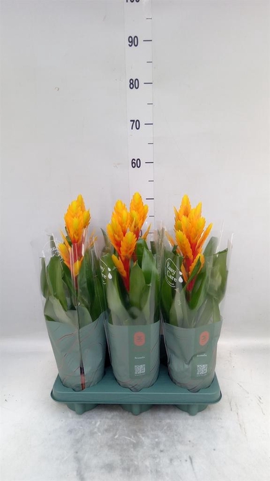 <h4>Vriesea  'Intenso Flame'</h4>